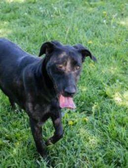 RABEA - kraftvoll aktiv und lernbereit - Overath