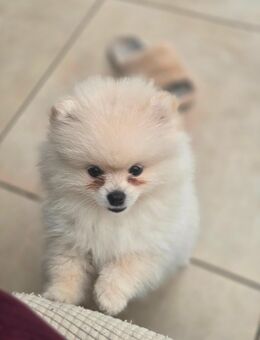 Pomeranian zwergspitze - Ahlen