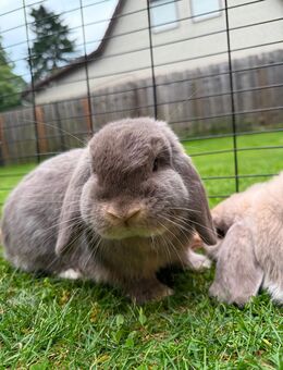 Zwei Mini Lop Brüder (frühkastriert) geimpft - Stelle