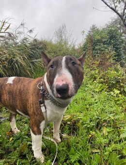 Englischer miniatur Bulli mit papieren - Diemelsee