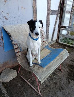 Fox Terrier Rüde ca 6 Jahre - Körner