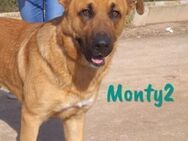 Monty2 sehr freundlich & sozial 09/22 ES - Ruppertsecken