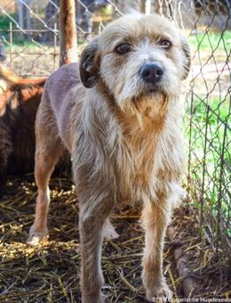 Harvey sucht Hundekenner - Velbert