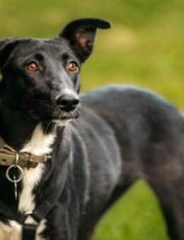 Wundervolle Stella sucht ihre Familie - Duisburg