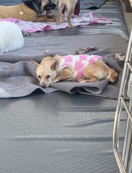 Bay sucht ein Zuhause - Ebstorf (Klosterflecken)