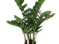 Kunstpflanze Zamifolia, Creativ green, Höhe 70 cm