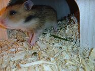Junge Goldhamster ab Anfang Mai abzugeben - Esch (Landkreis Vulkaneifel)