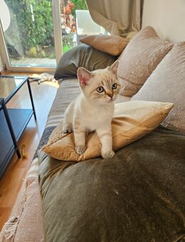 4 WUNDERSCHÖNE BKH kitten Abgabebereit - Eislingen (Fils)
