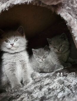 Süße BKH Kitten Reinrassige - Rahden