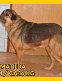 Matilda Schäferhund Mischling Hündin - Margetshöchheim