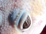 Leopardgecko Blizzard Männchen - Berlin