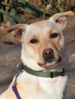 Lesco - liebevoll & charmant - Lohmar