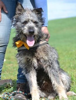 Maci, zerzauster Wirbelwind - Puchheim