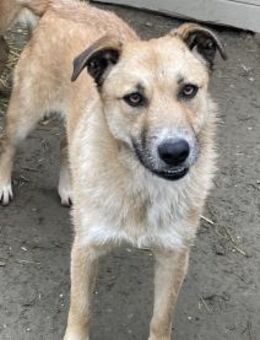 wunderschöne, vorsichtige Carlotta - Idstein