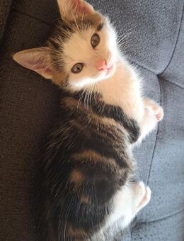 Katze sucht Zuhause - Lennestadt Altenhundem