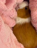 Guinea pigs for adoption in 66849