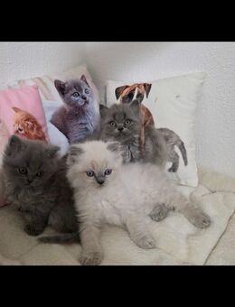 BLH Kitten! - Andernach