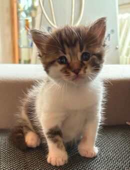 Maine Coon Mix Kätzchen - Leutenberg