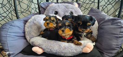 Yorkshire Terrier Welpen mini baby antialergika