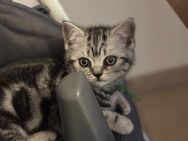 Reinrassige Britisch Kurzhaar Tabby Kitten - Triftern