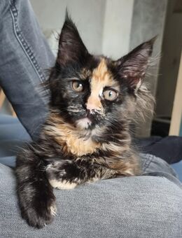Maine Coon Katze *Koffer gepackt* - Hamm
