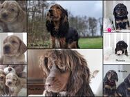 Cocker Spaniel Welpen - Lünen