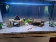 Aquarium Juwel 120L - Lambsborn