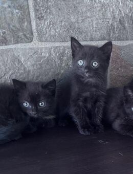 Babykatzen - Neuötting