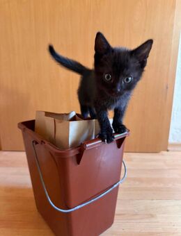 BARNY - Kater, Kitten abzugeben - Höchst (Odenwald)