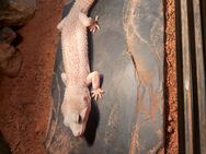 Leopardgecko Männchen Mack Super Snow Eclipse - Winterthur