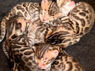 Reinrassige Bengal-Babys zur Weihnachtszeit zu vergeben! !! UPDATE (29.10.) !! - Weil (Rhein) Zentrum