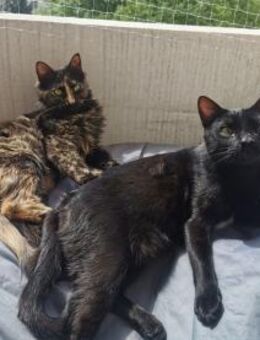 Palermo & Terni Zuhause gesucht! - Benediktbeuern