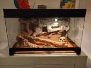 Leopardgeckos mit Terrarium - Werther (Westfalen)