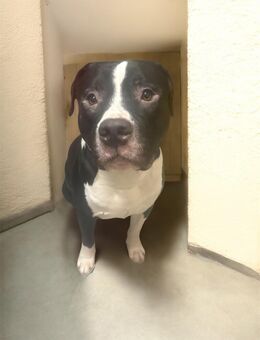 Süßer rüde zu vermitteln - Barsinghausen