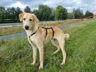 Charlie sucht gutes Zuhause - Neuss