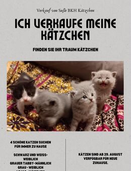 Reinrassige British Kurzhaar Kätzchen! (BKH/BSH) - Bochum