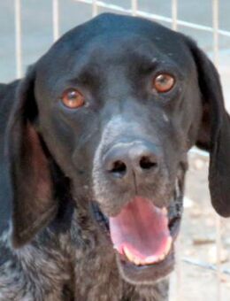 Evangelia -braucht Verständnis- - Oldenburg