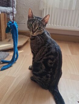 1 × Katze - Balingen