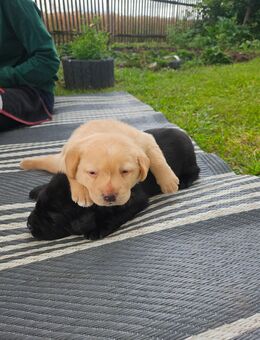 Wunderschöne Labradorwelpen 2 Rüden - Lützen