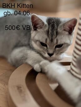 BKH Kitten mit 2 Impfungen für 500 Euro - Traunreut