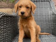 Labradoodle Welpen F1 - Hofbieber