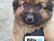 💙 Billy 💙 - Markkleeberg