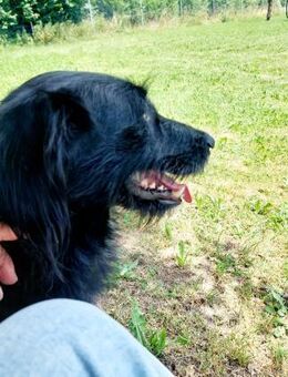Elmo - sensibler Begleiter sucht Euch - Anklam