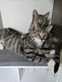 2 Kater abzugeben EKH - Rheine