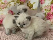 Reinrassige Ragdoll Kitten Katzenbabys Familienkatzen - Westerburg