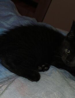 Noch 1 xxl maine coon mix kitten schwarz grau Teddybärchen abholbereit - Bad Kissingen