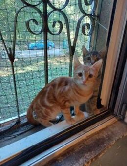 Oskar sucht sein Zuhause - Alfeld (Leine)