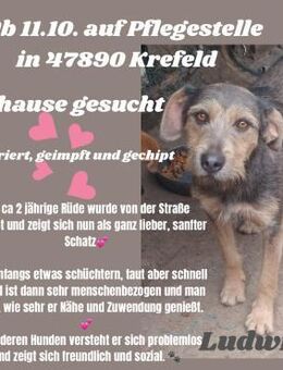 🩵Ludwig🩵sucht eine liebe Familie❤️ - Freilassing