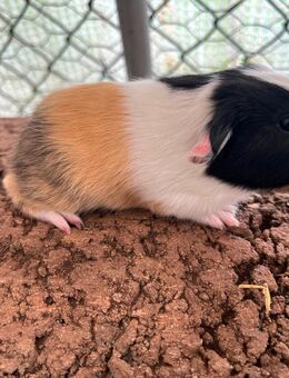 Wunderschöne bunte Meerschweinchen Junge aus ausenhaltung - Schiffweiler