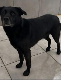 Marley, Mischlingsrüde, 10 Jahre - Wegberg